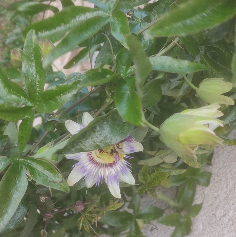 Late passion flower