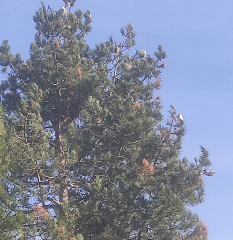 Pine processionary nests