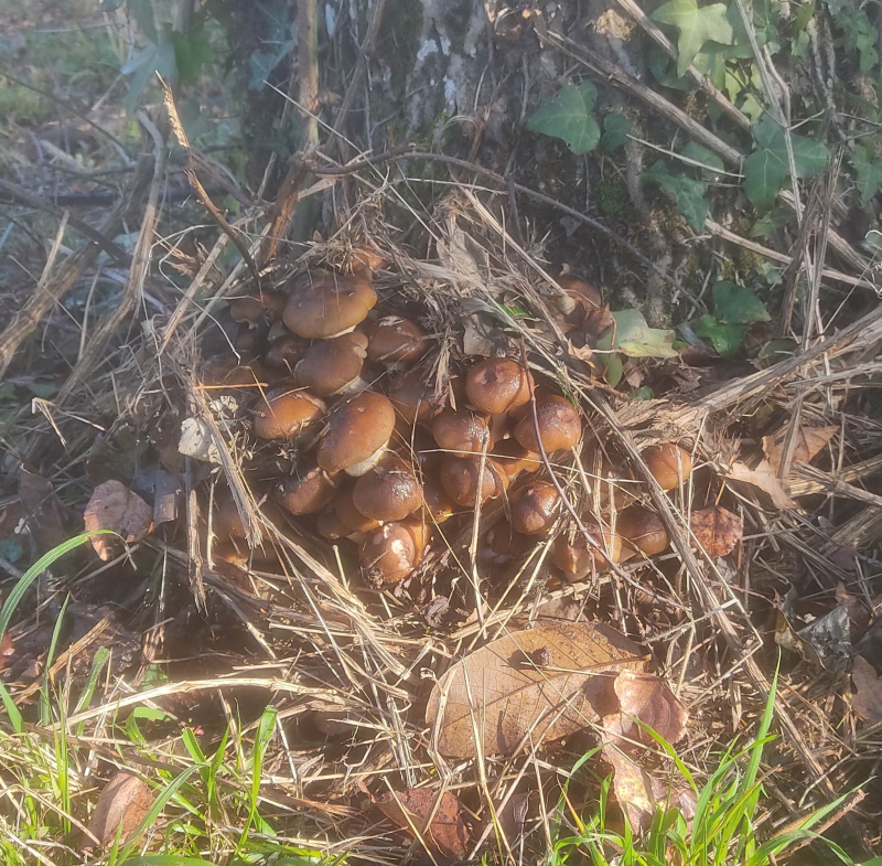 Walnut mushrooms