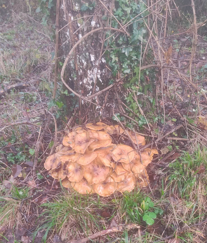 Walnut mushrooms one week on