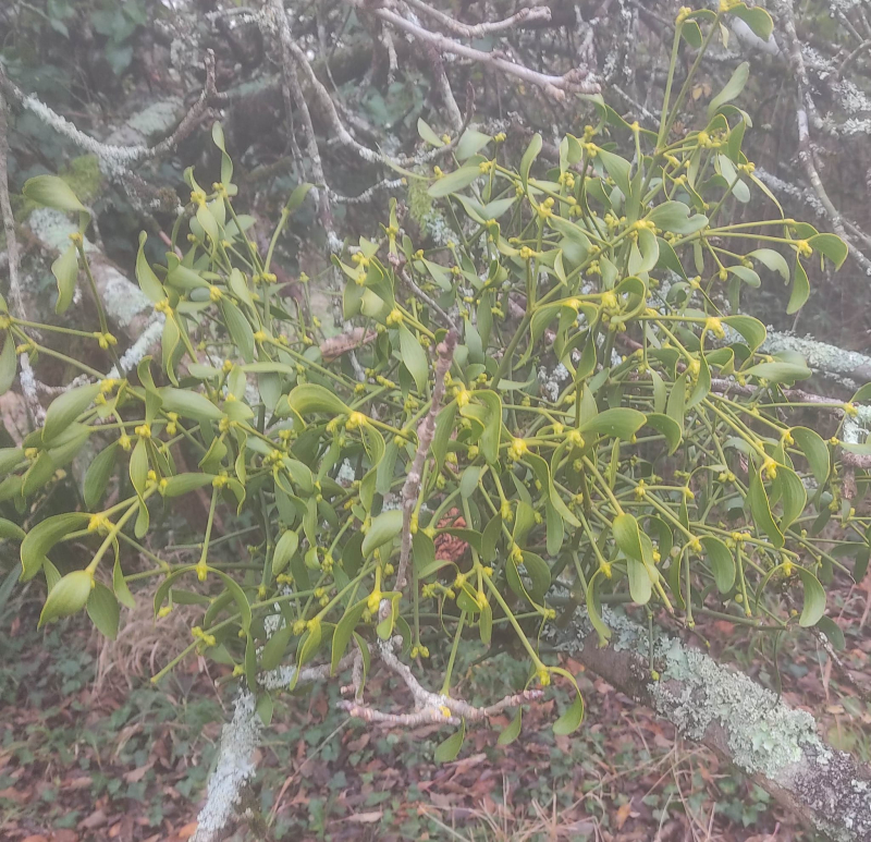 Ball of mistletoe