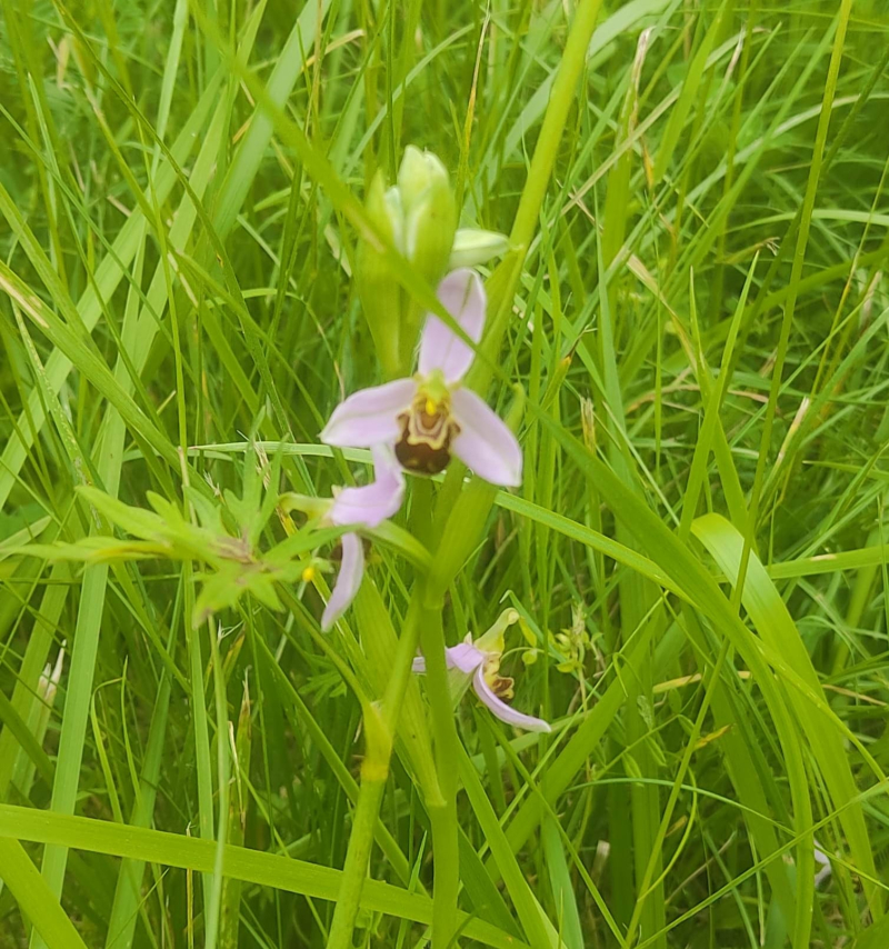 Bee orchid 2