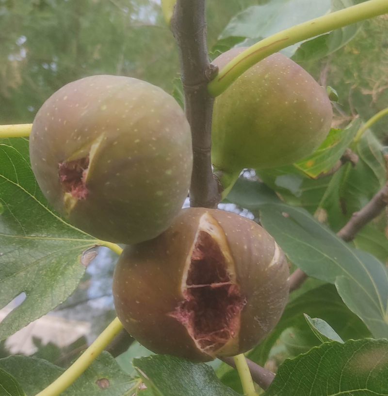 Exploding figs