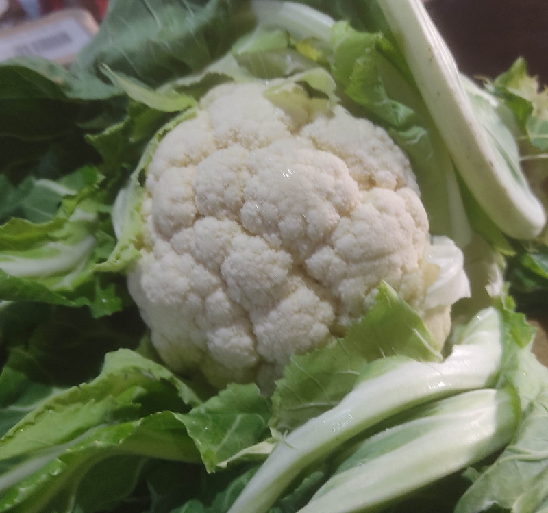 Cauliflower harvested