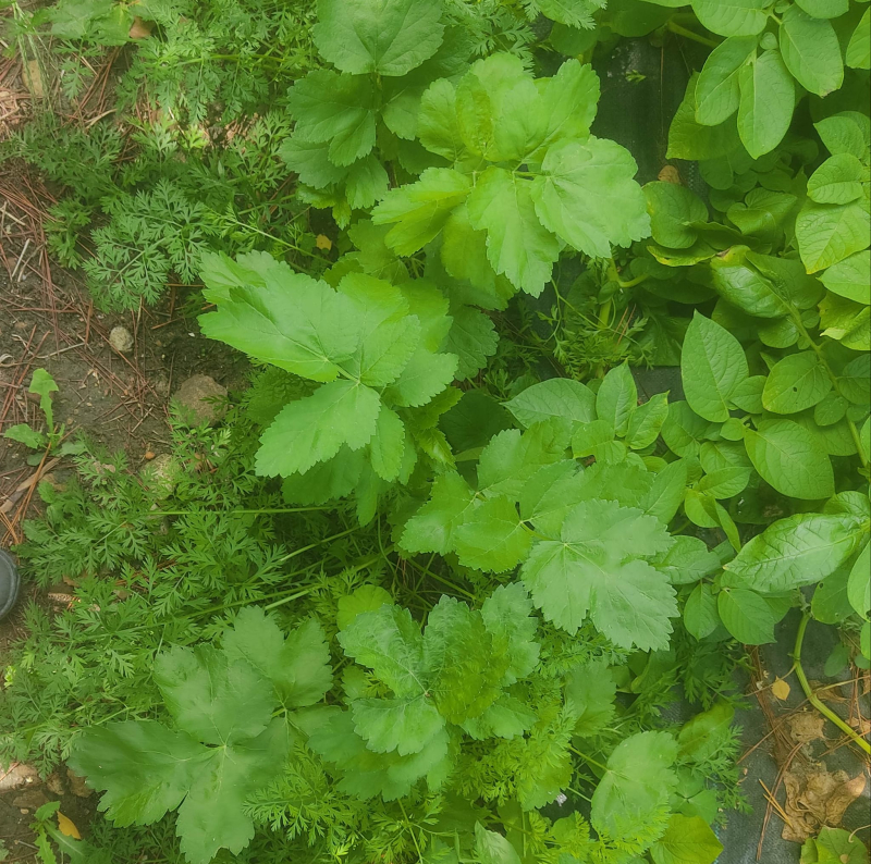 Parsnips and carrots