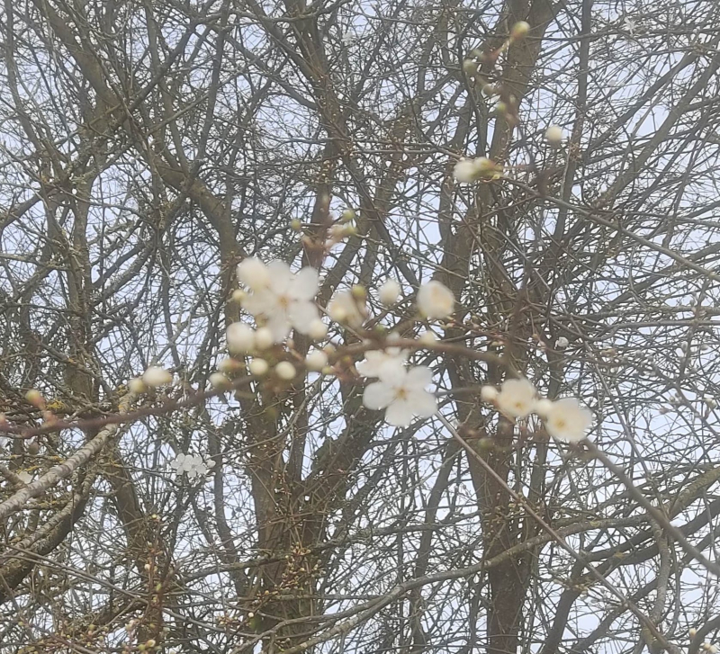 Fuzzy plum blossom