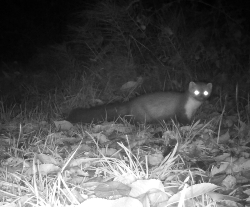 Animals pine martin 2