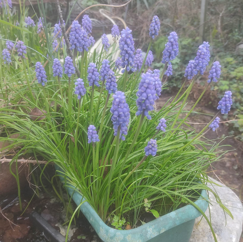 Grape hyacinths