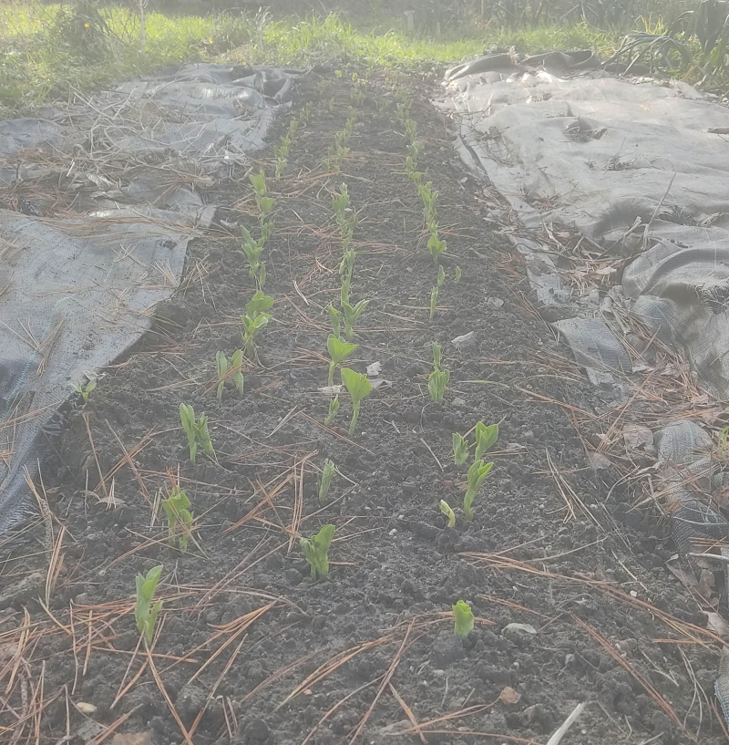 Broad beans