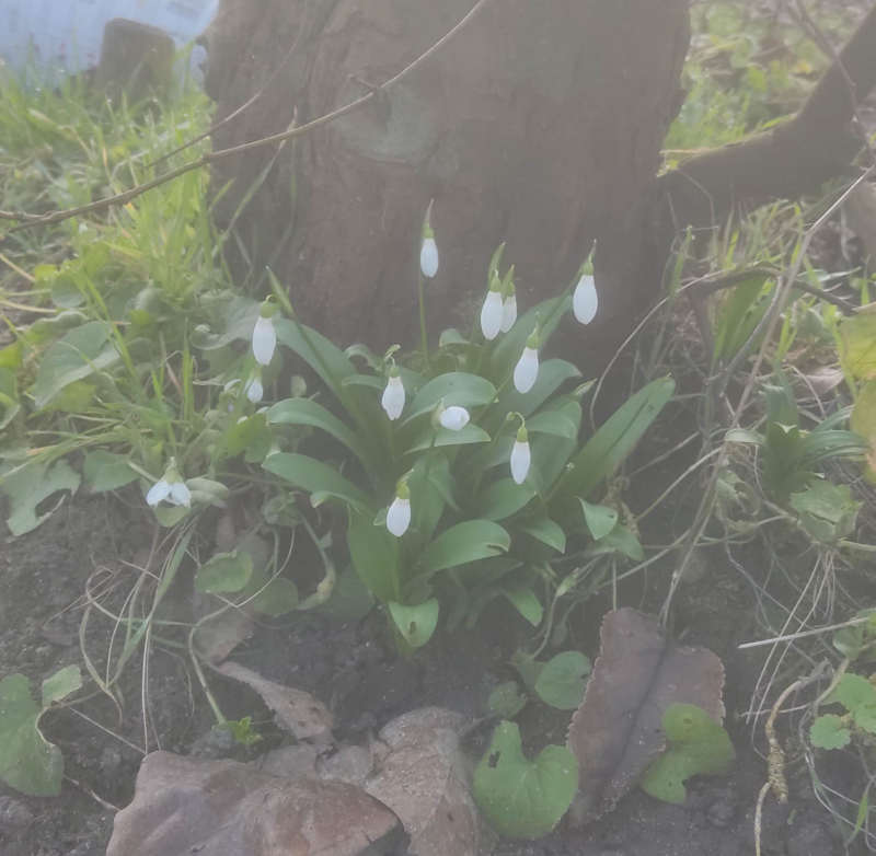 Snowdrops