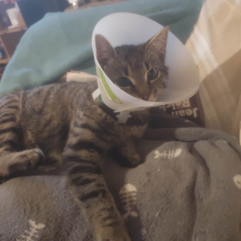 Cone of shame