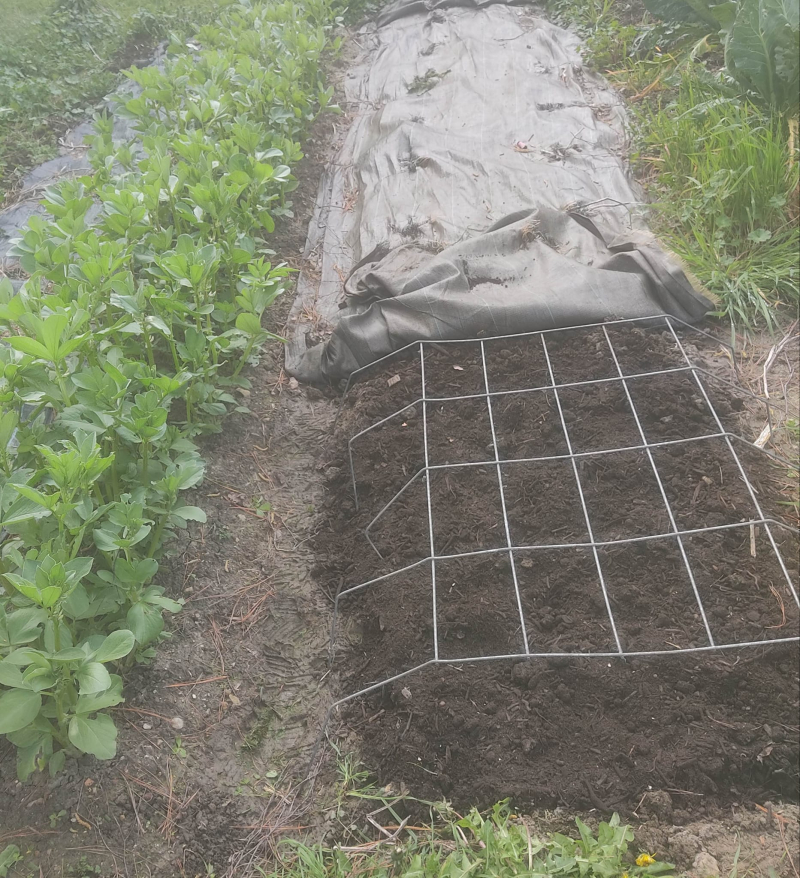 Shallot bed and broad beans