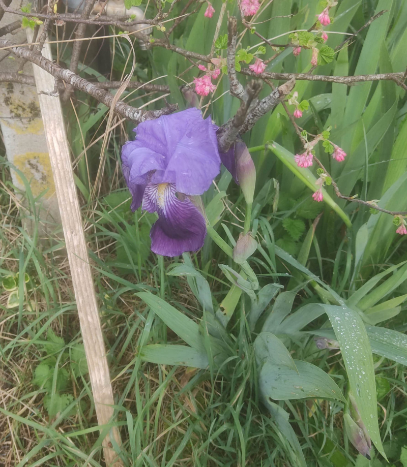 First iris