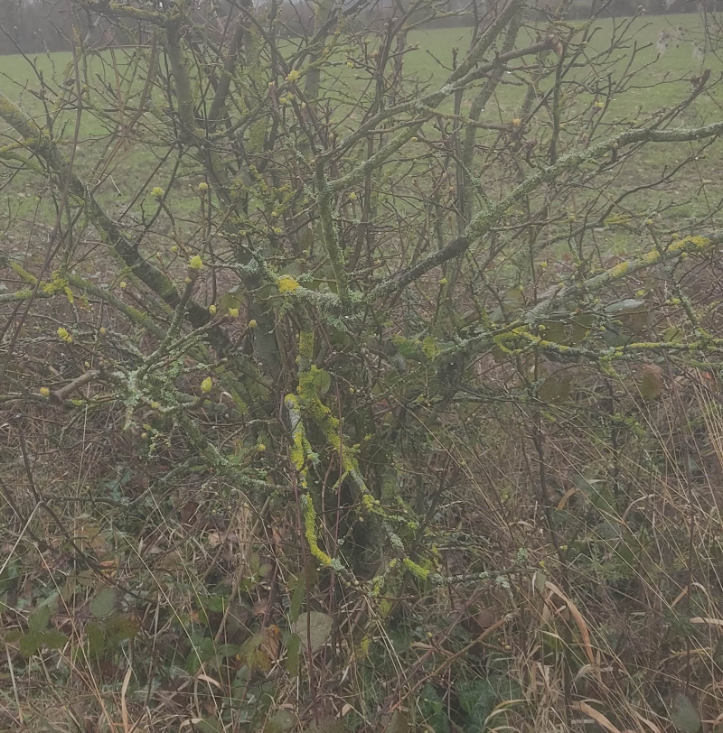 Quince buds