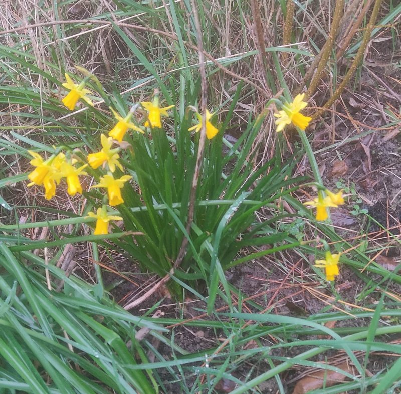 Minature daffs