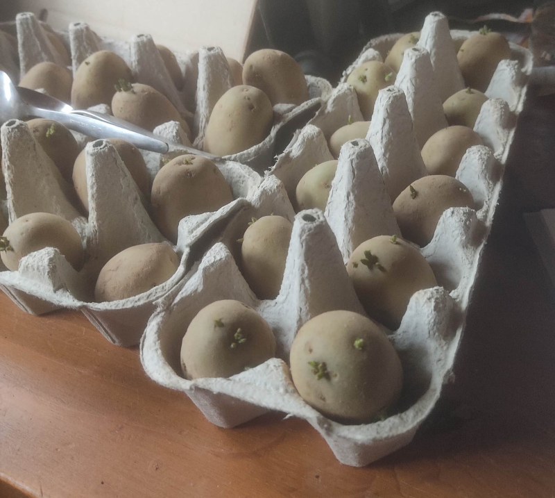 Chitting potatoes