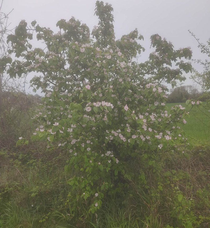 Quince blossom