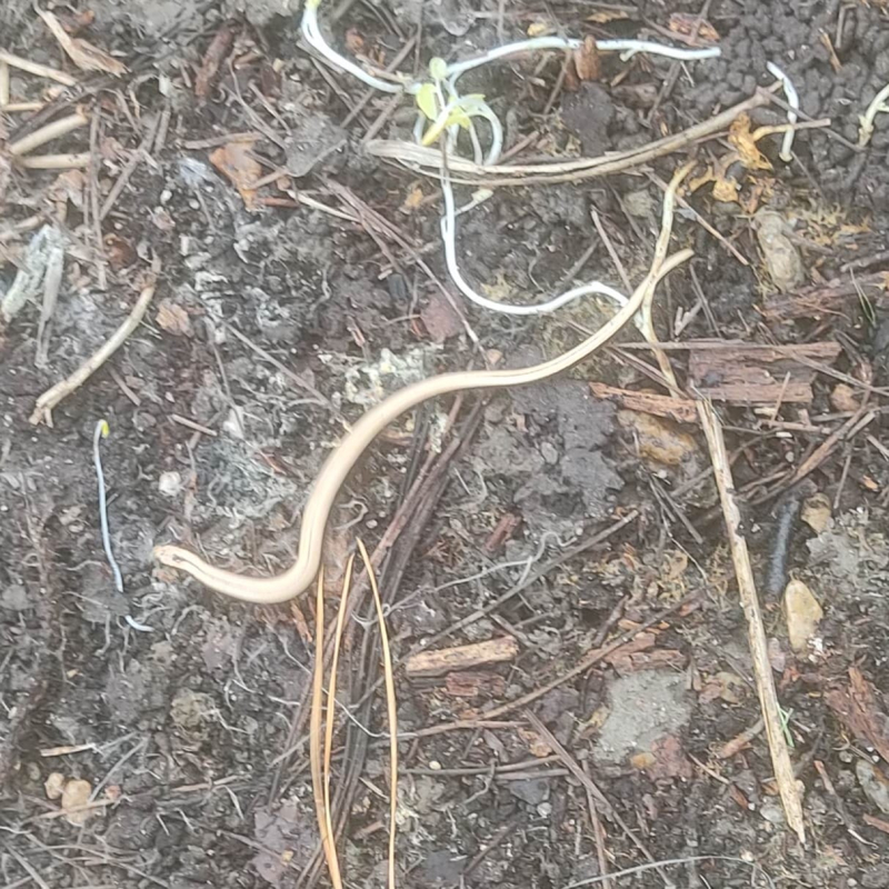 Garden helper