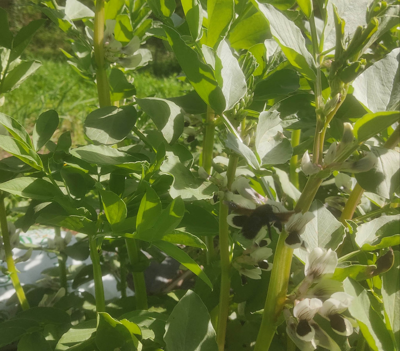 Bee and broad beans