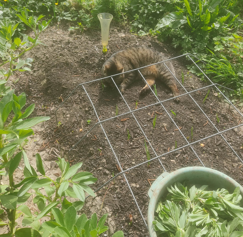 Helping with topping out beans