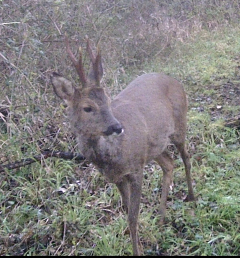 Deer with horns