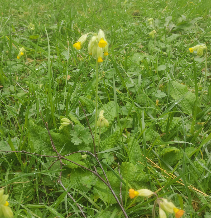 Cowslip