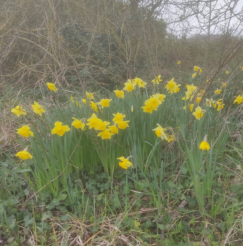 Daffodils