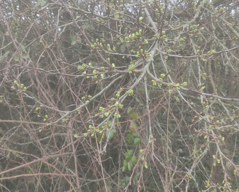 Plum buds