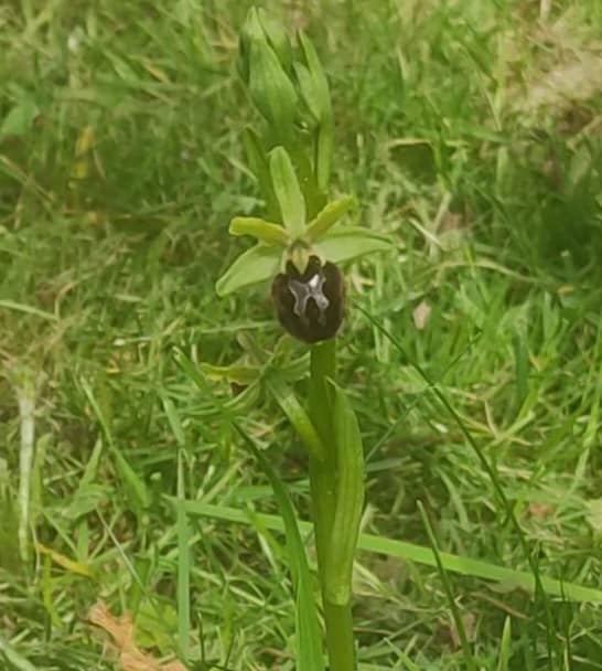 Fly orchid 2