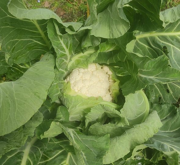 Cauliflower