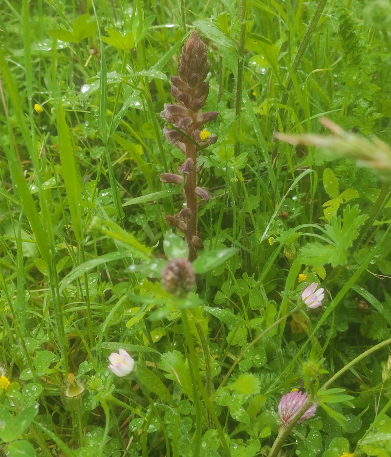 Parasitic plant