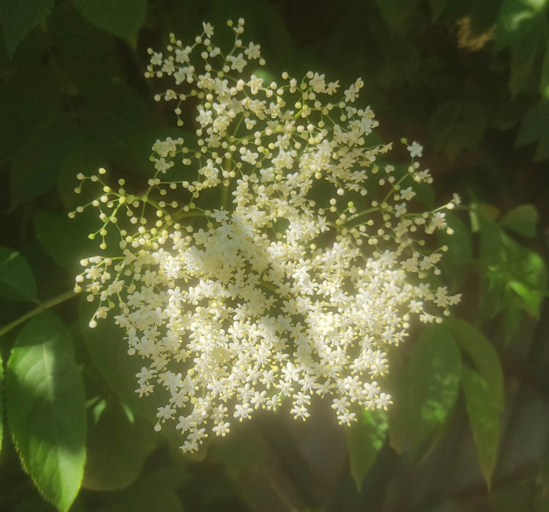 Elderflower