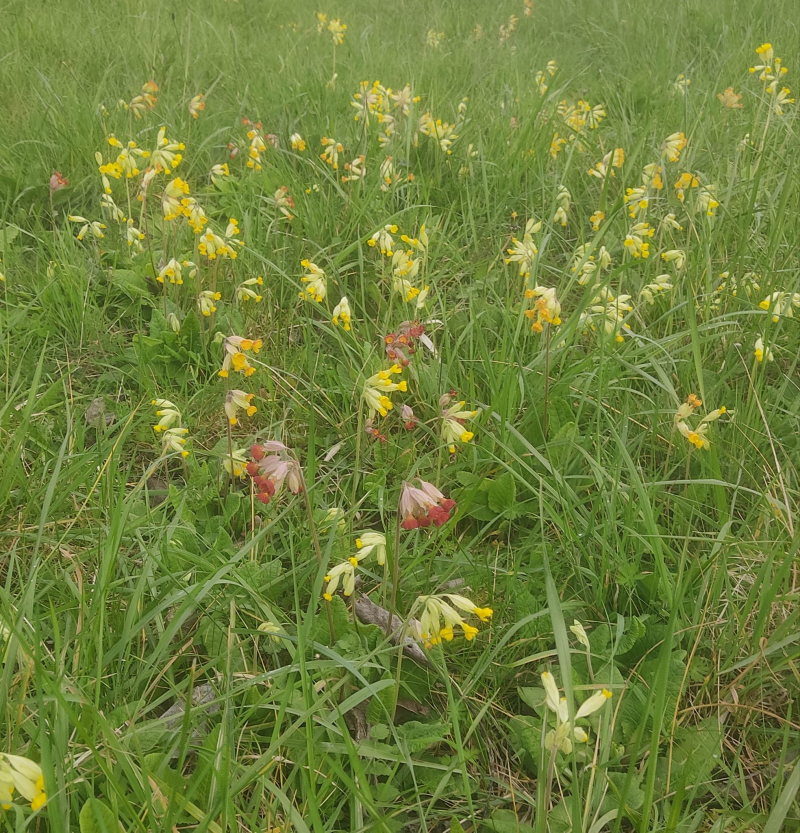 Spring flowers