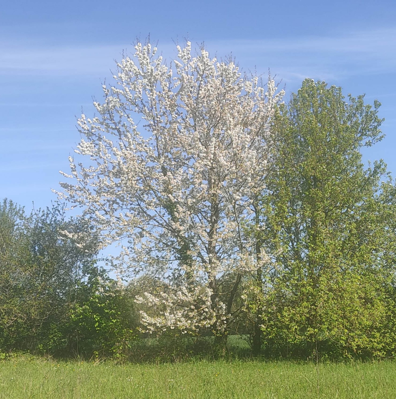 Cultivated cherry tree