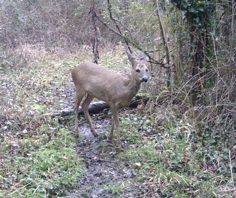 Deer by the ponds