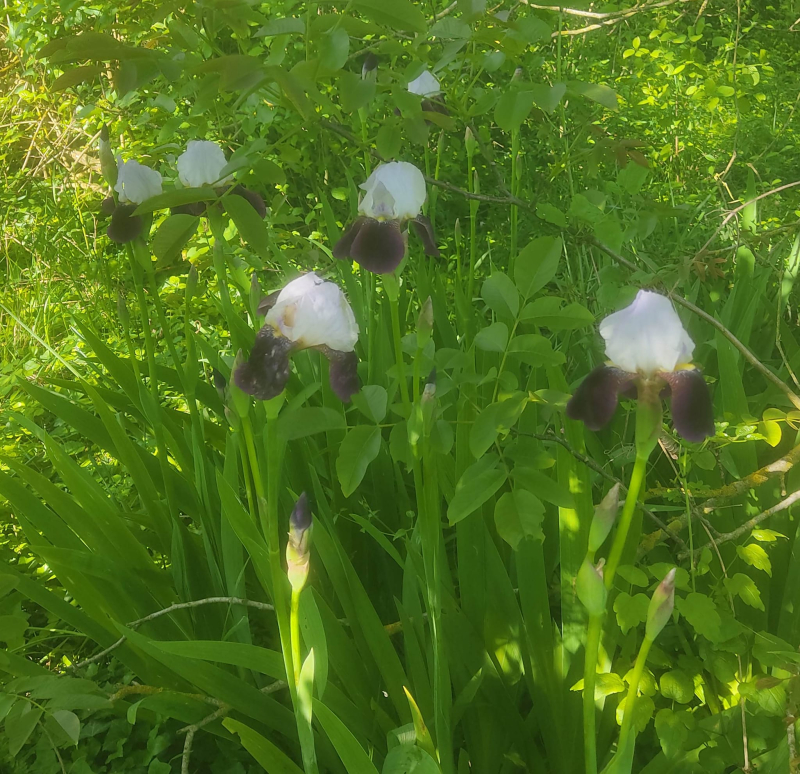 Best irises