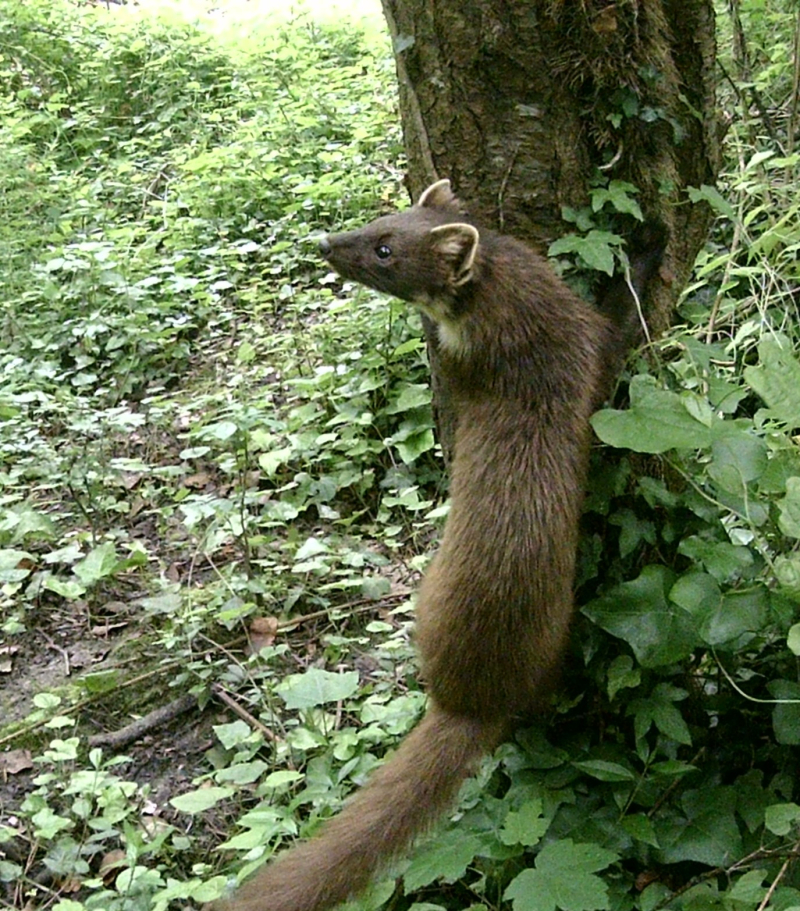 Pine marten