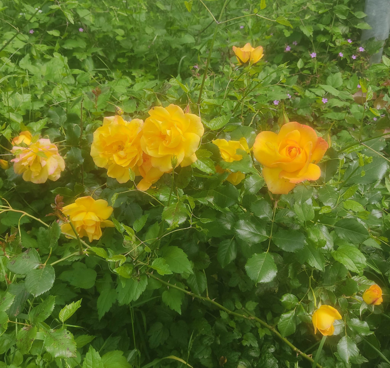 Fergus memorial rose