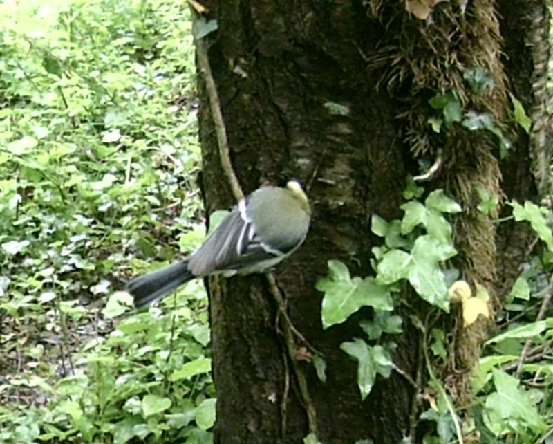 Foraging bird