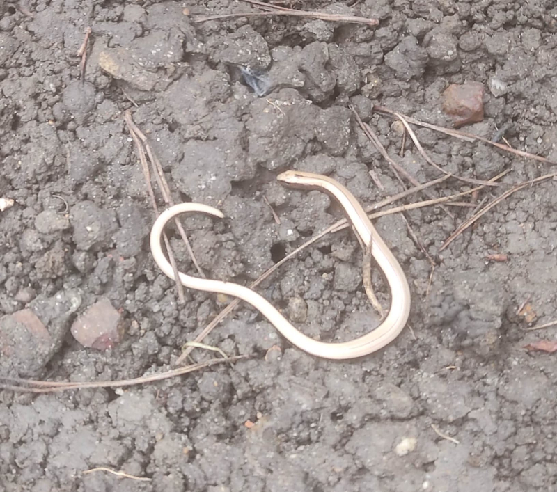 Baby slow worm