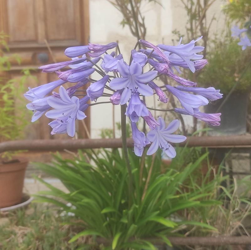 Agapanthus