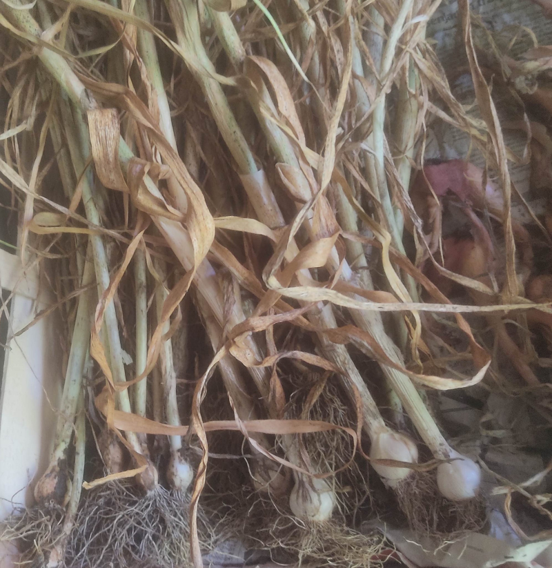 Garlic harvest