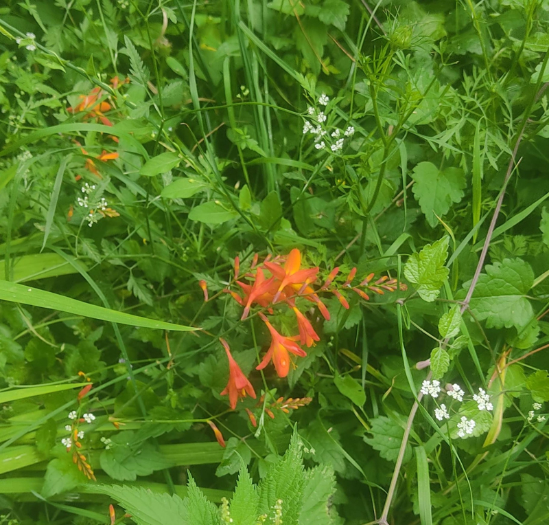 Crocosmia