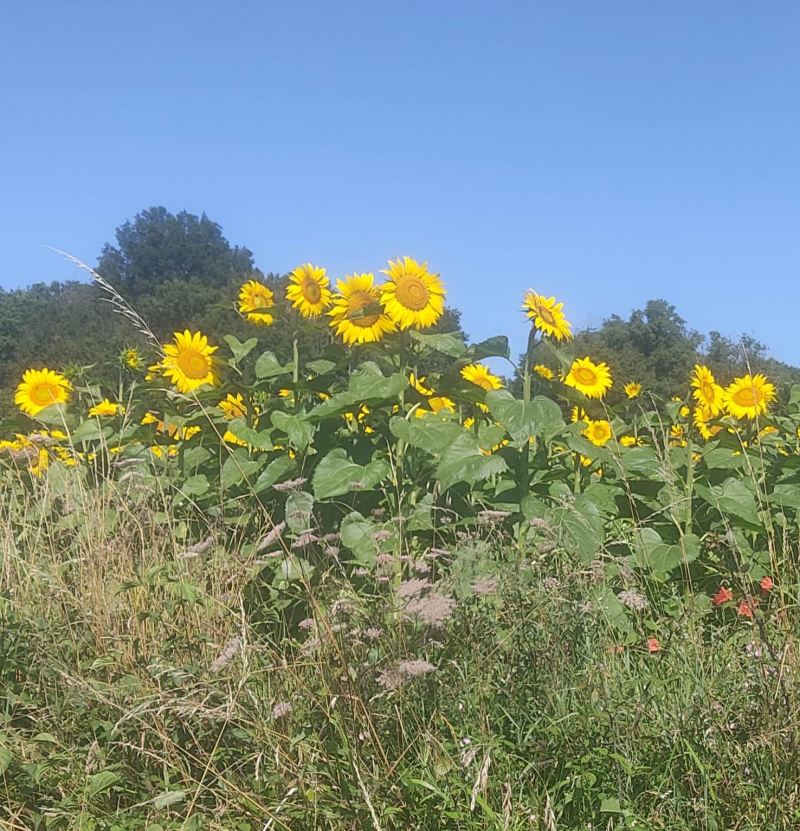 Sunflowers