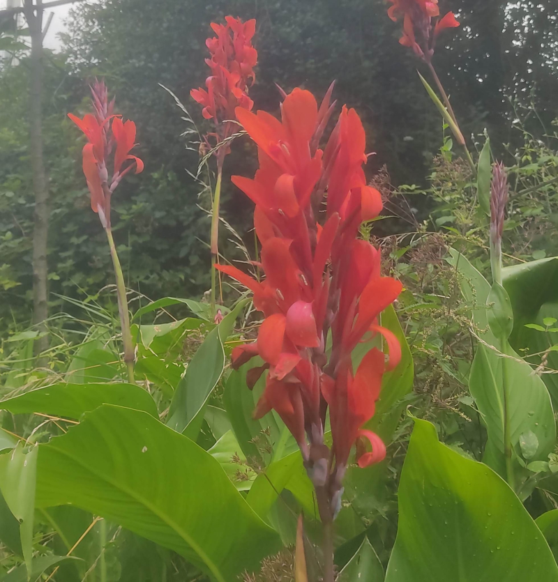 Cannas