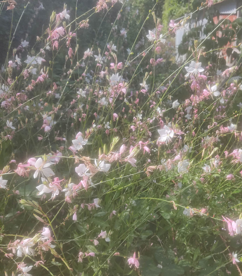 Gaura lots