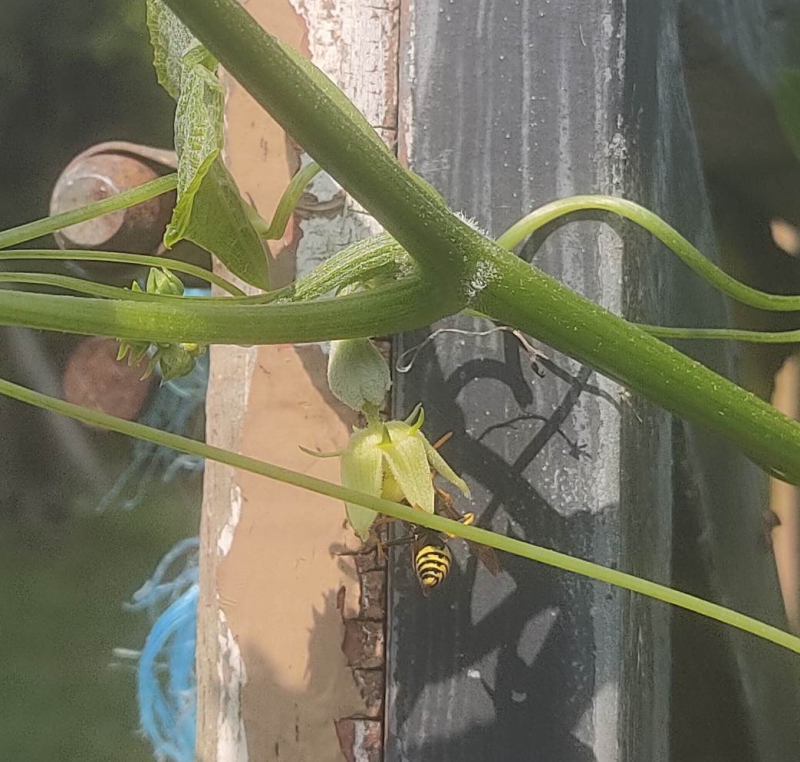 Cristophine and wasp