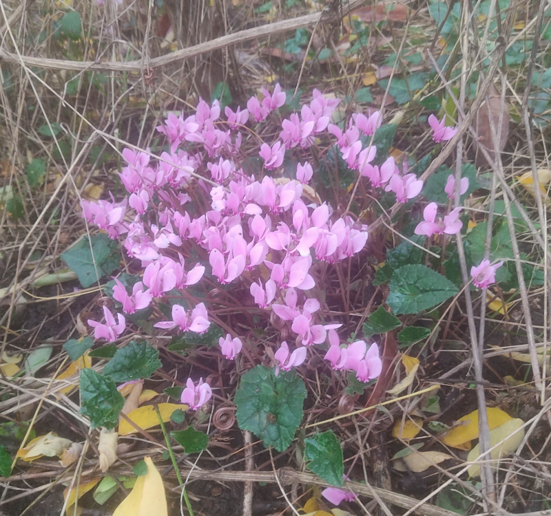 Mass cyclamen