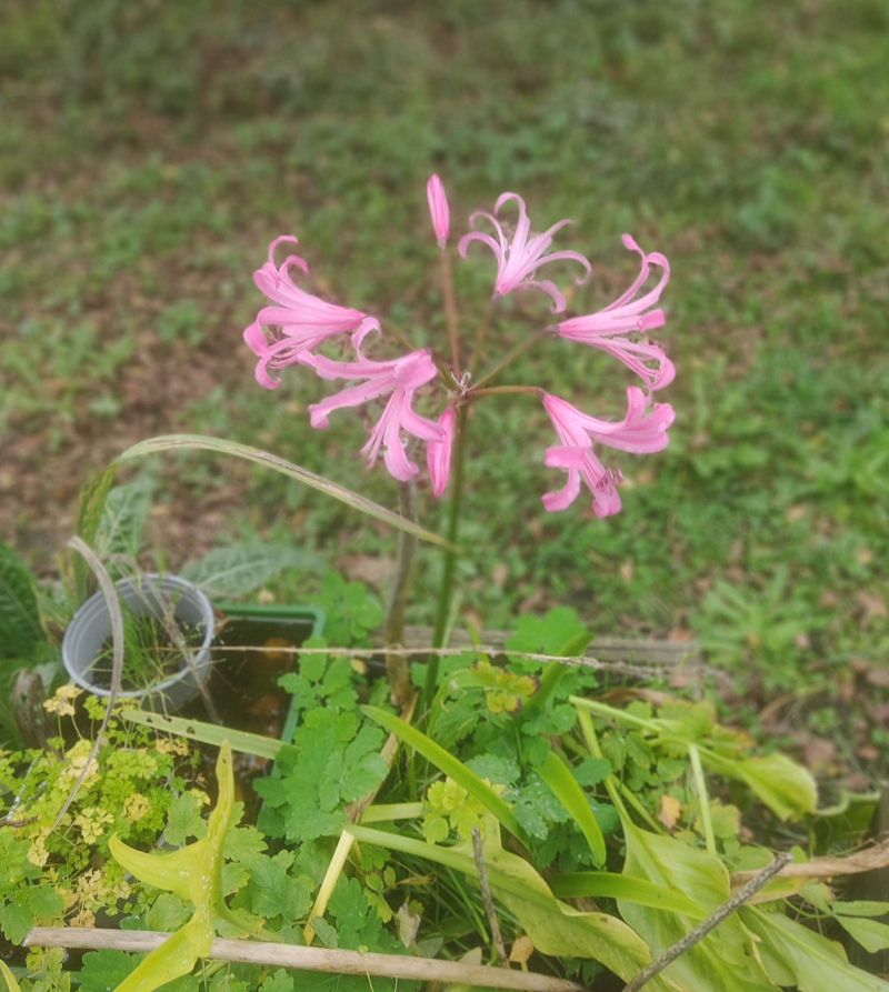 Nerine