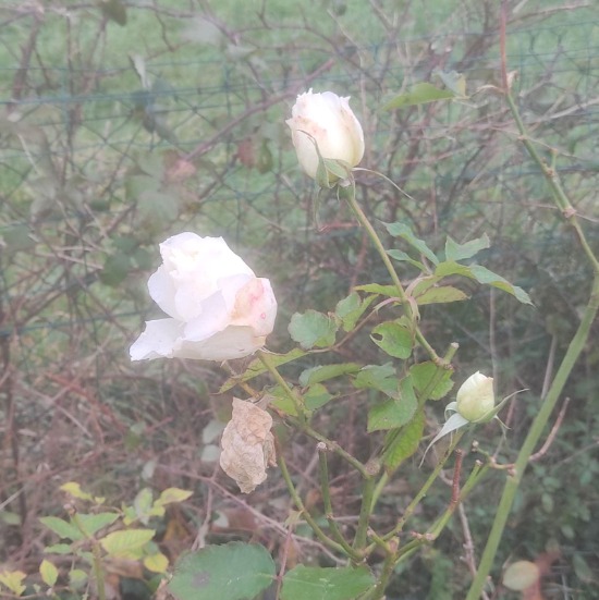 Silver wedding rose